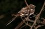 Amazonas06 - 116 * Ladder-tailed Nightjar.